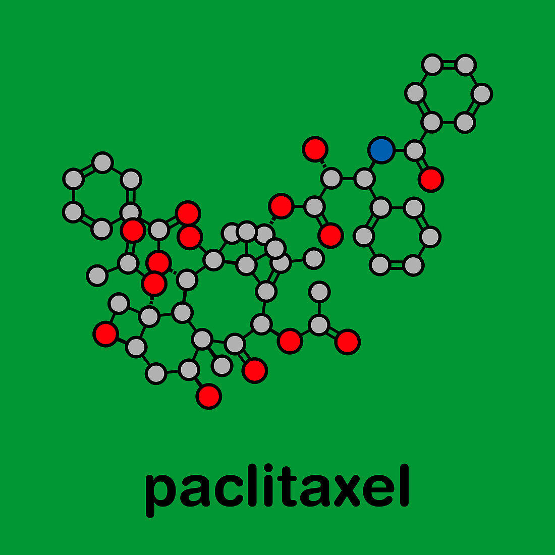 Paclitaxel chemotherapy drug, molecular model