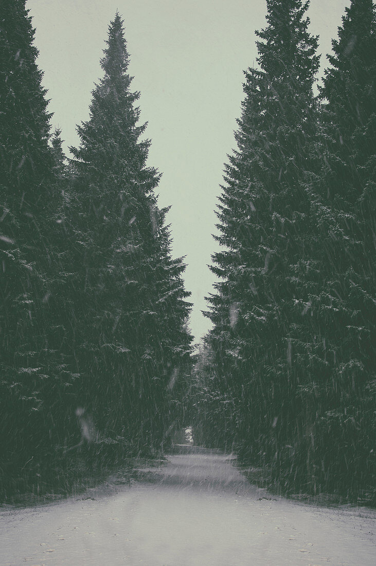 Fir trees in snow