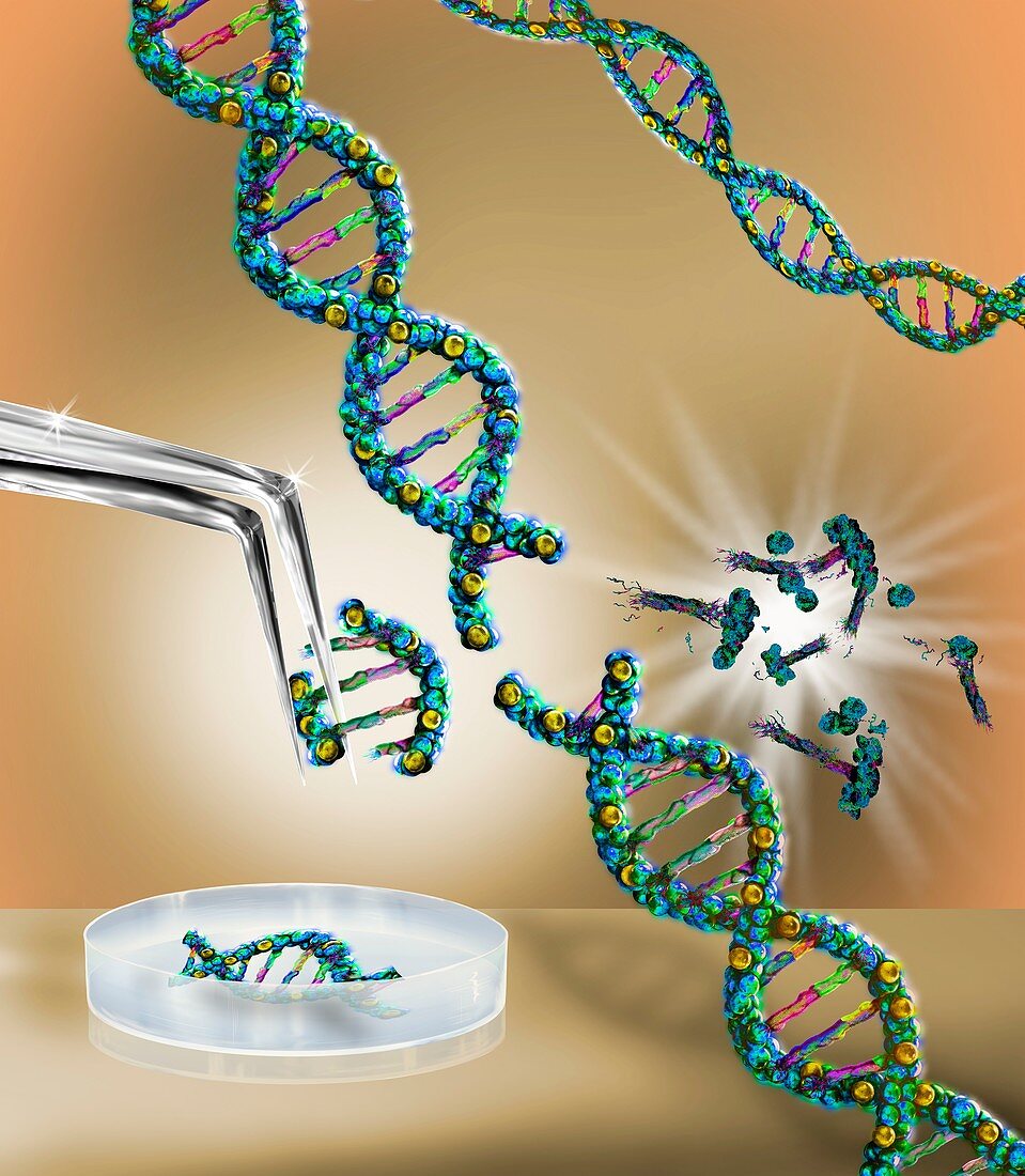 Genetic engineering, conceptual illustration