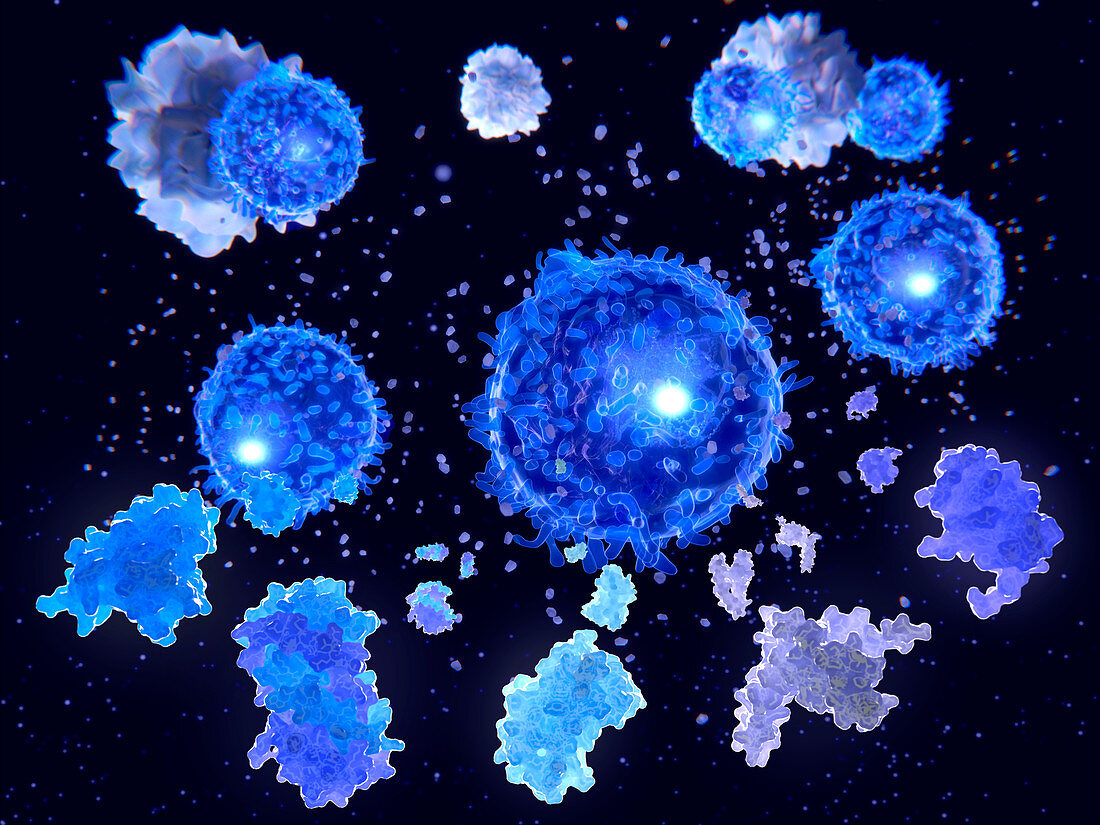 T helper cells and interleukin molecules, illustration