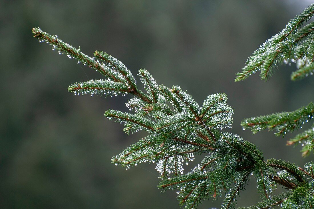 Dew covered fir (Abies sp.) needles