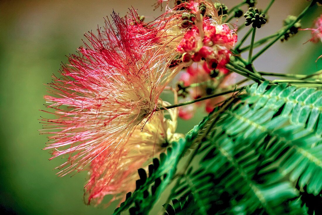 Flowering Calliandra harrisii bush