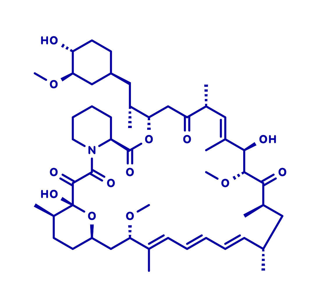 Rapamycin immunosuppressive drug, molecular model