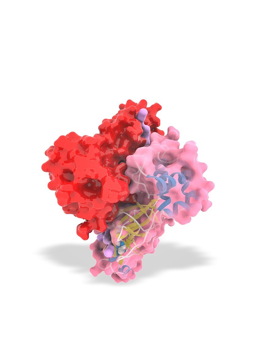 Covid-19 coronavirus main protease and inhibitor