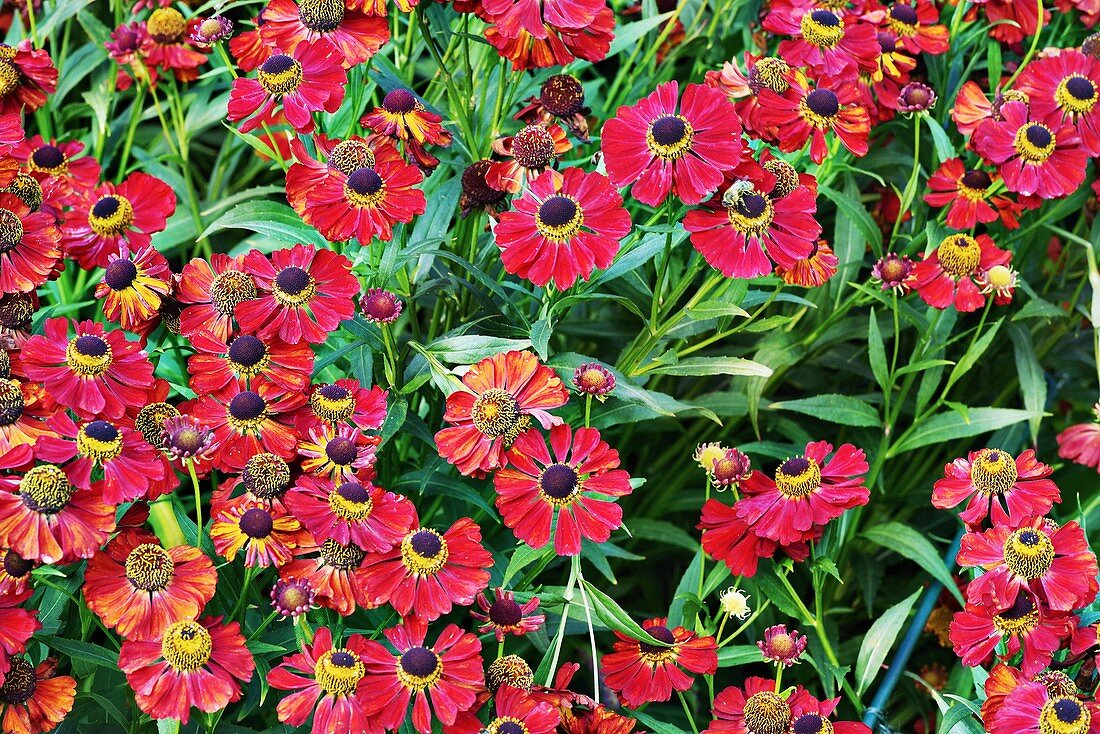 Sneezeweed (Helenium 'Rubinzwerg') flowers