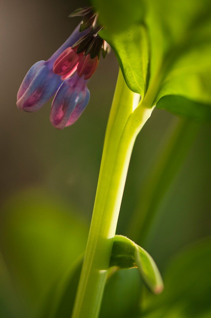 Virginia bluebell (Mertensia virginica) flowers
