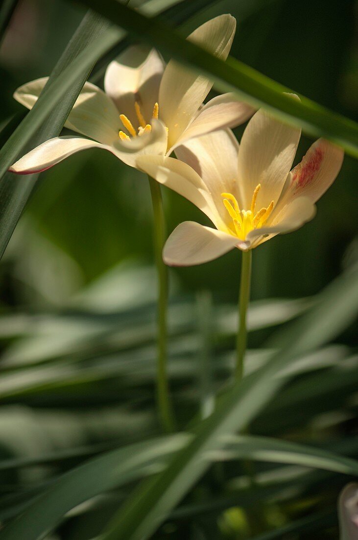 Tulip (Tulipa clusiana 'Cynthia') flowers