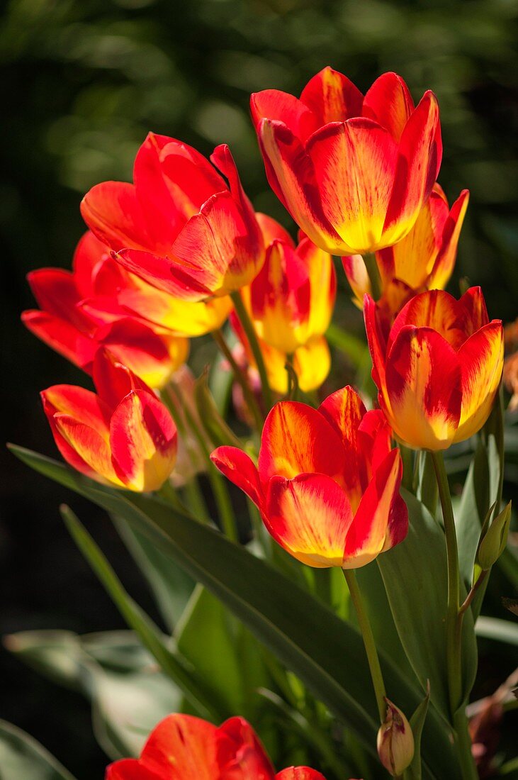 Tulip (Tulipa 'Florette') flowers
