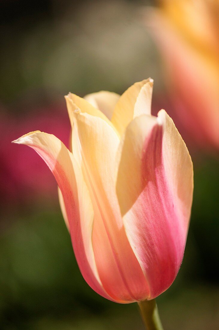 Tulip (Tulipa 'Blushing Lady') flowers