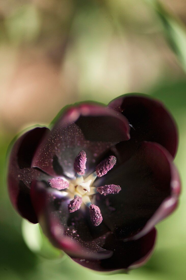 Tulip (Tulipa 'Queen of Night') flower