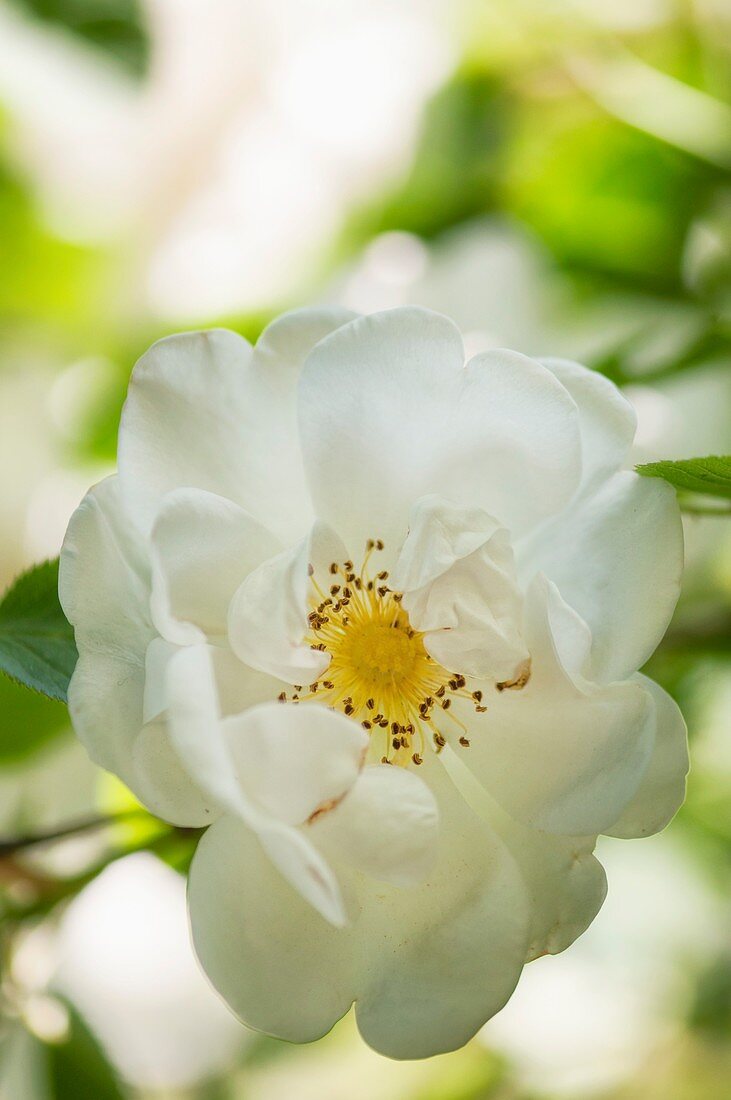 Rose (Rosa alba 'Semi-plena') flower