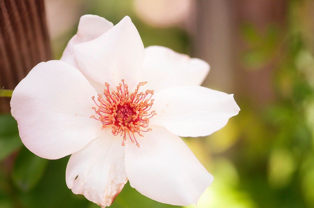 Rose (Rosa 'Anne-Aymone Giscard d'Estaing') flower