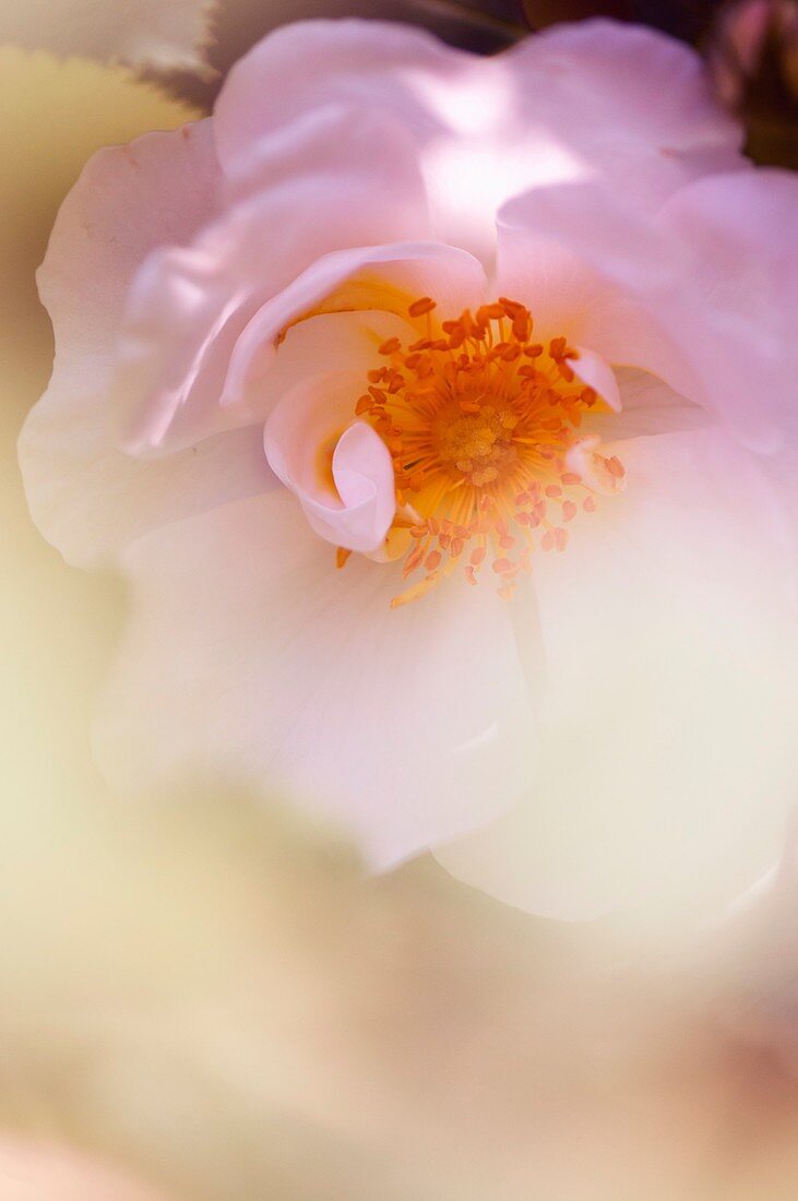 Rose (Rosa alba 'Semi-plena') flower