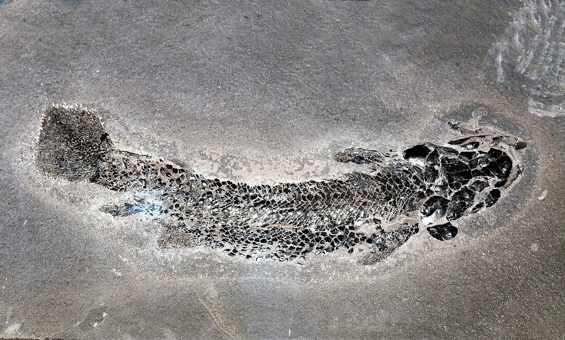Gyroptychius fossil