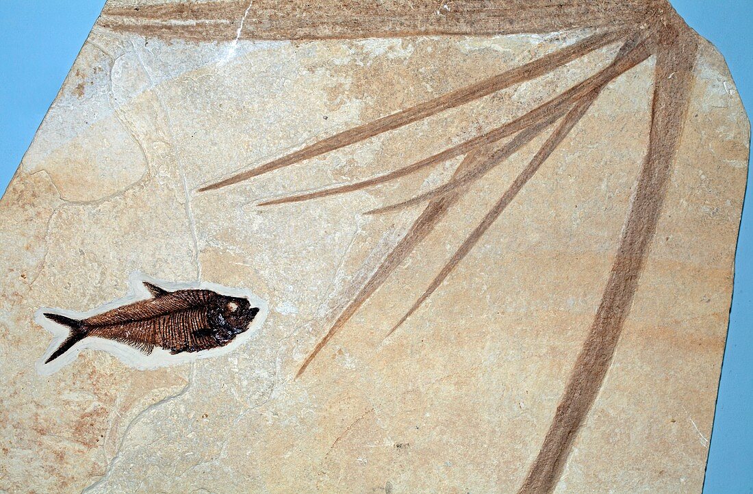 Fossil fish and palm leaves
