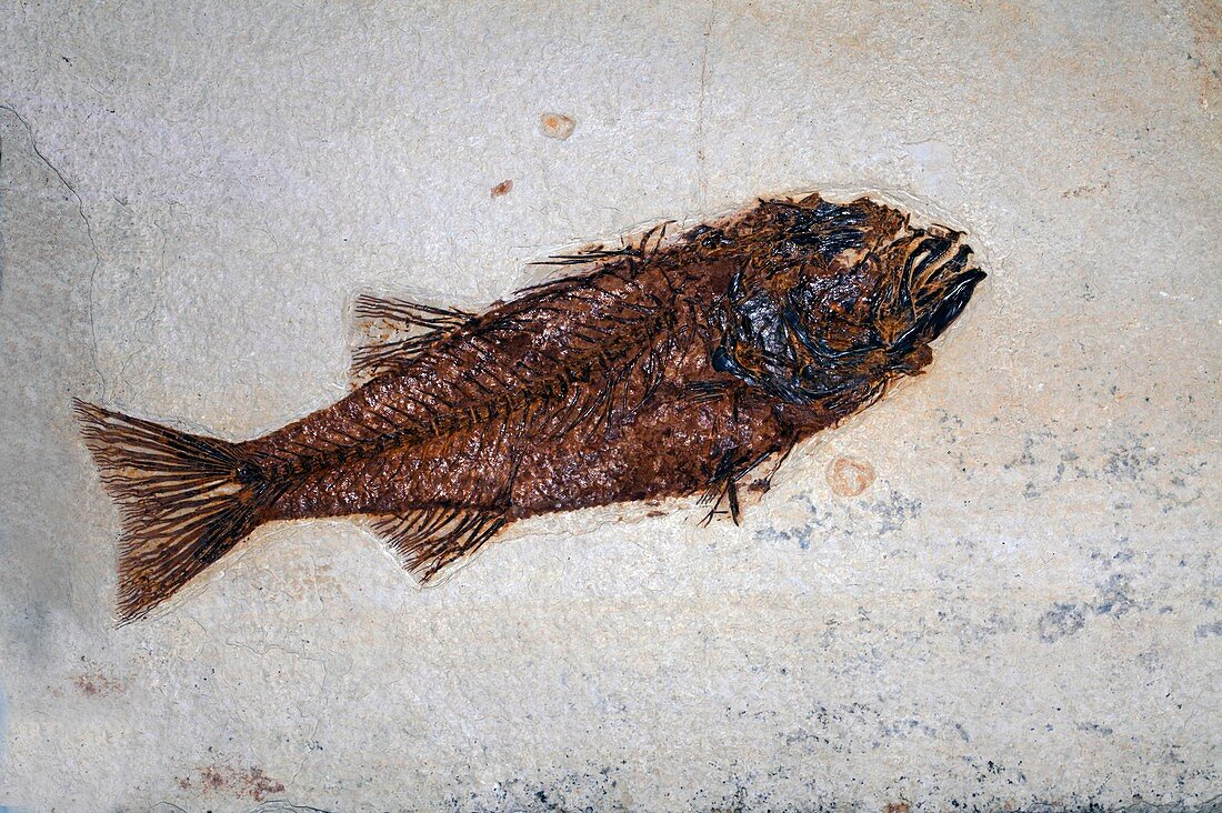 Phareodus fossil fish