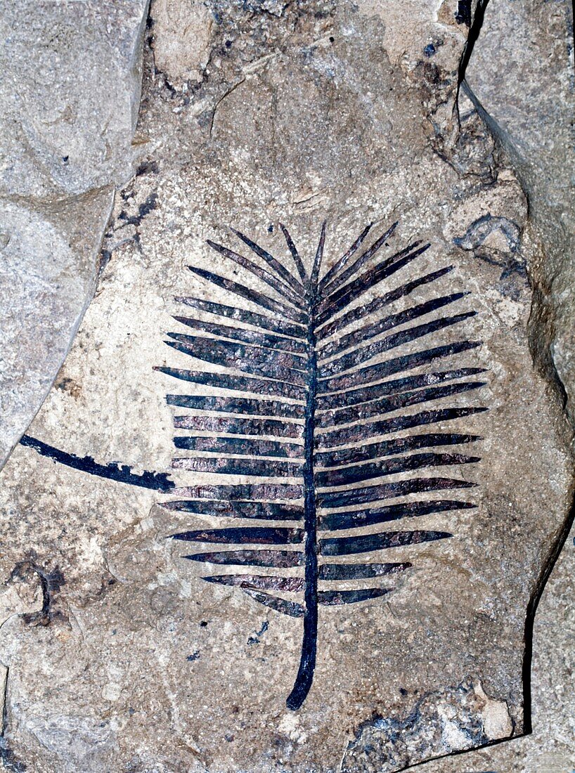 Zamites fossil branch