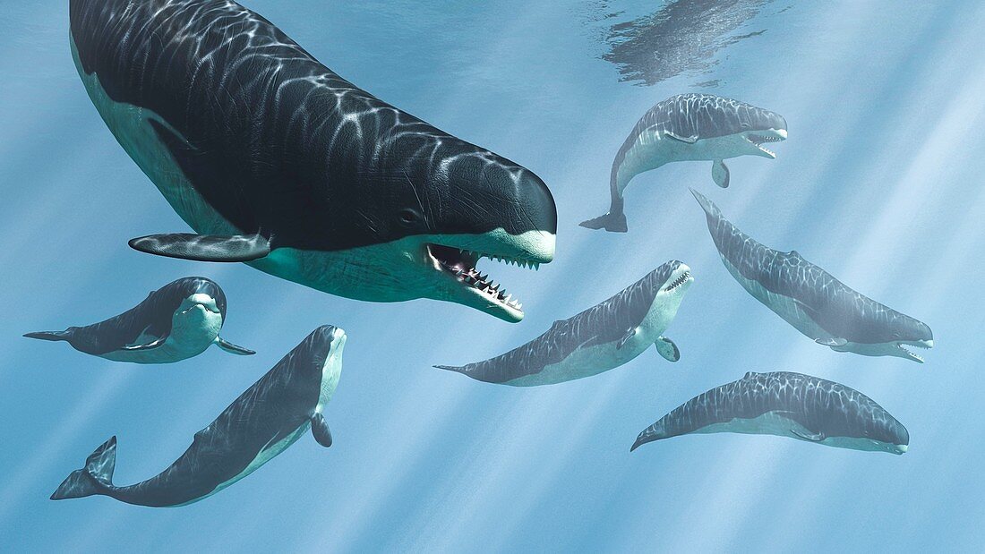Livyatan prehistoric whales, illustration