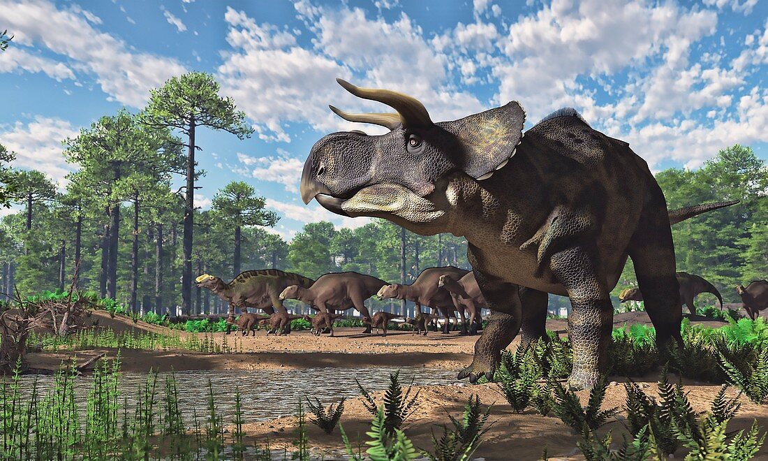 Nasutoceratops dinosaur, illustration