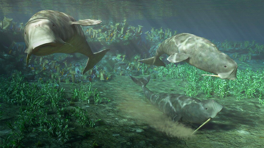 Odobenocetops prehistoric marine mammal, illustration