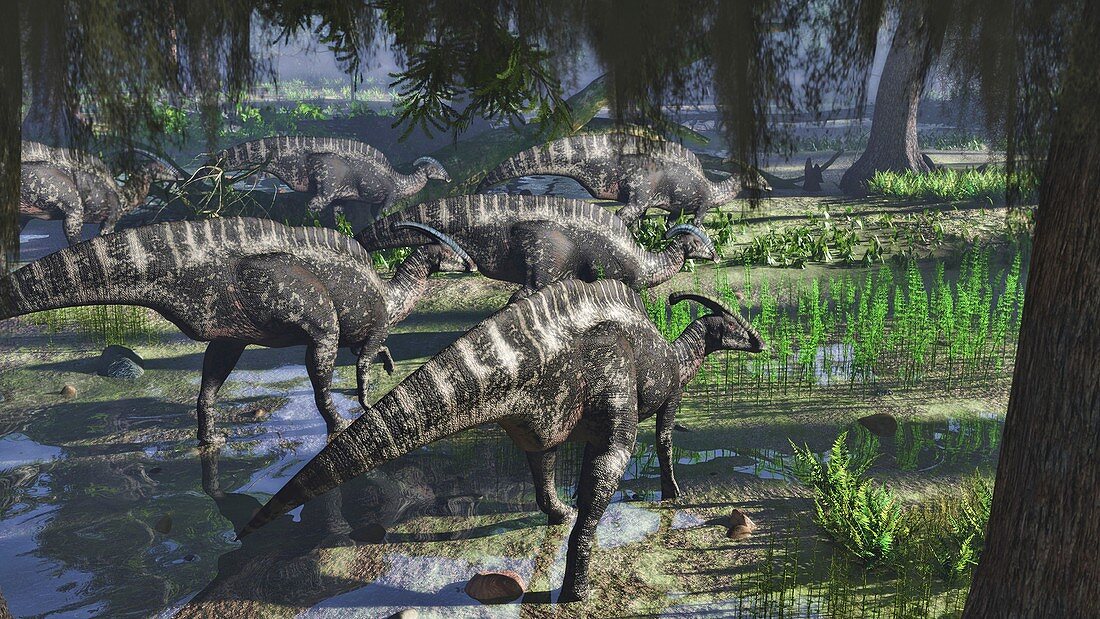 Parasaurolophus dinosaur herd, illustration
