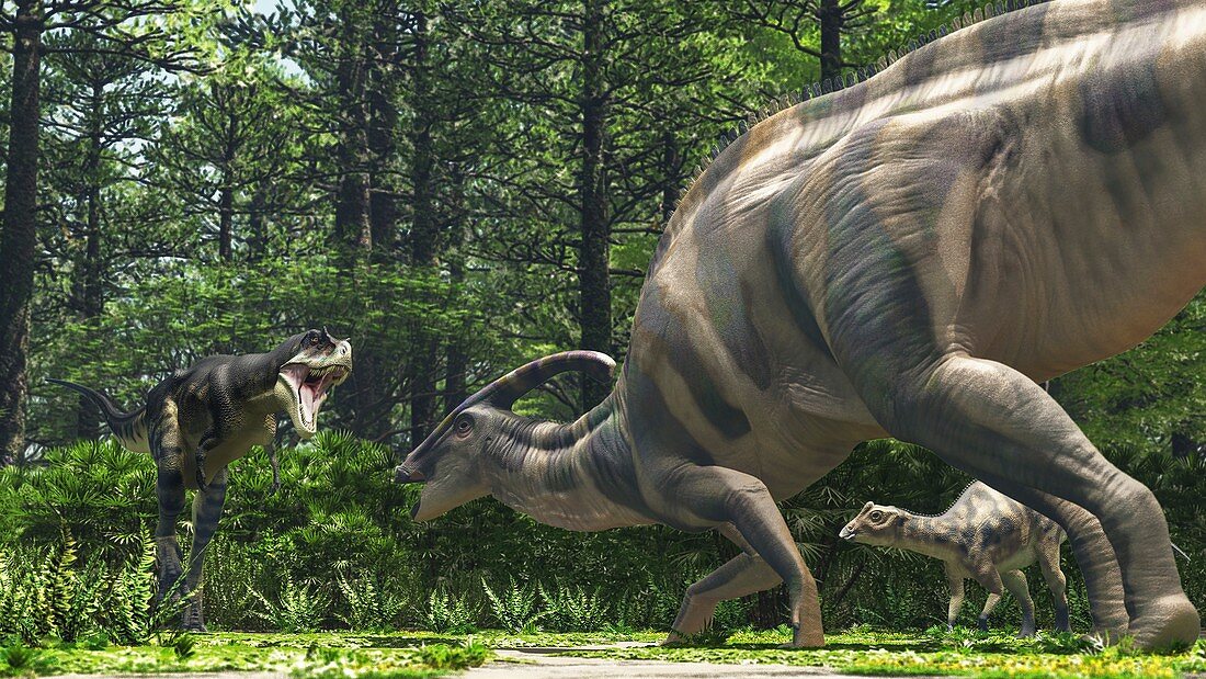 Parasaurolophus and Gorgosaurus dinosaurs fighting, illustra