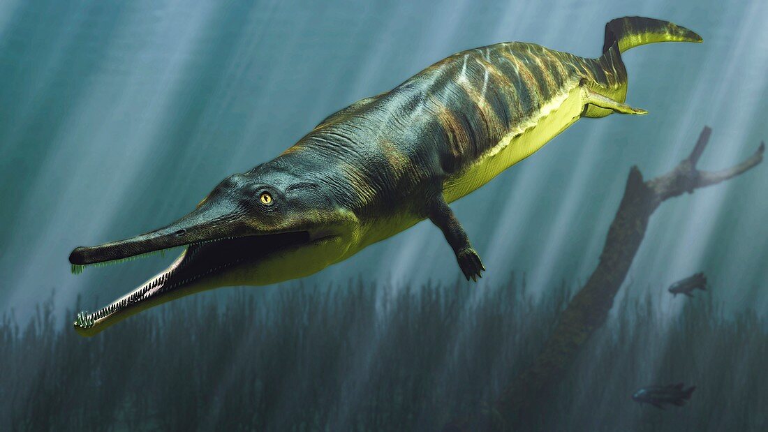 Prionosuchus prehistoric amphibian, illustration