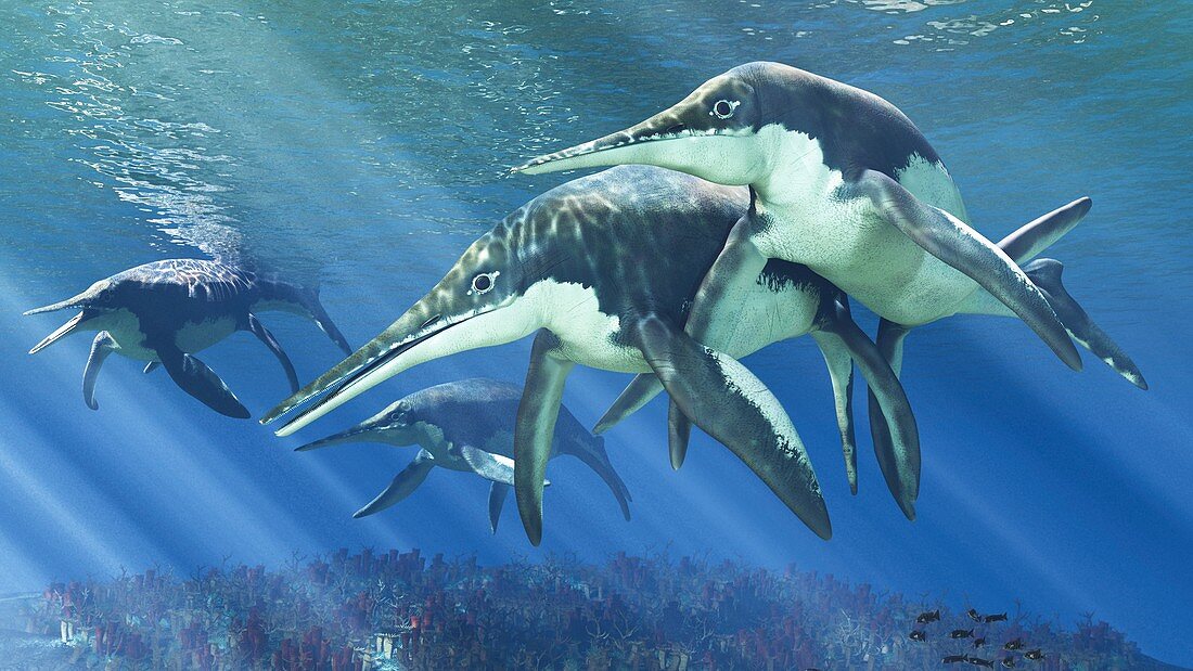 Shonisaurus prehistoric marine reptile, illustration