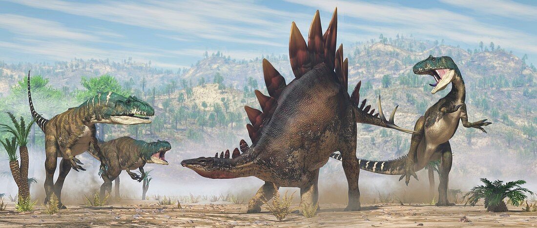 Allosaurus dinosaurs attacking a Stegosaurus, illustration