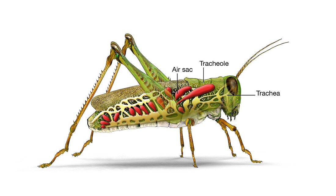 Grasshopper and insect respiratory system, illustration