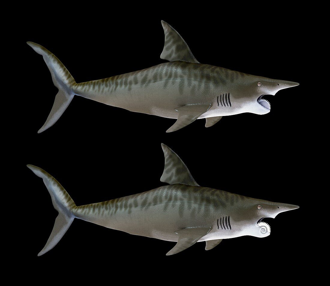 Helicoprion prehistoric shark, illustration