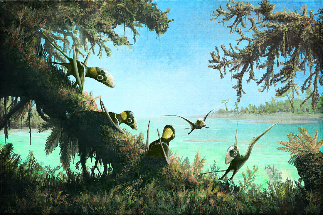 Dimorphodon pterosaurs, illustration