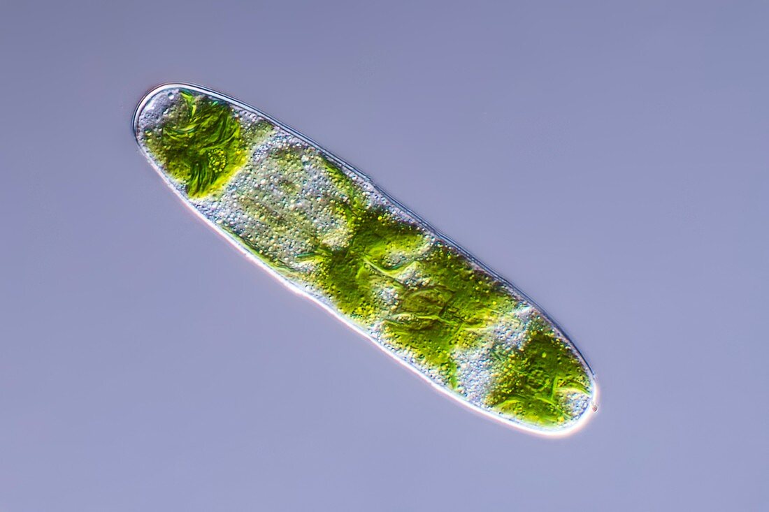 Penium green alga, light micrograph