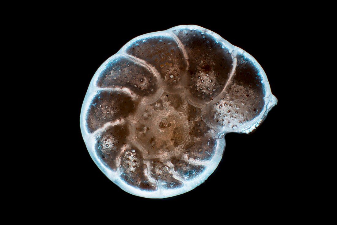 Foraminifera protozoan, light micrograph