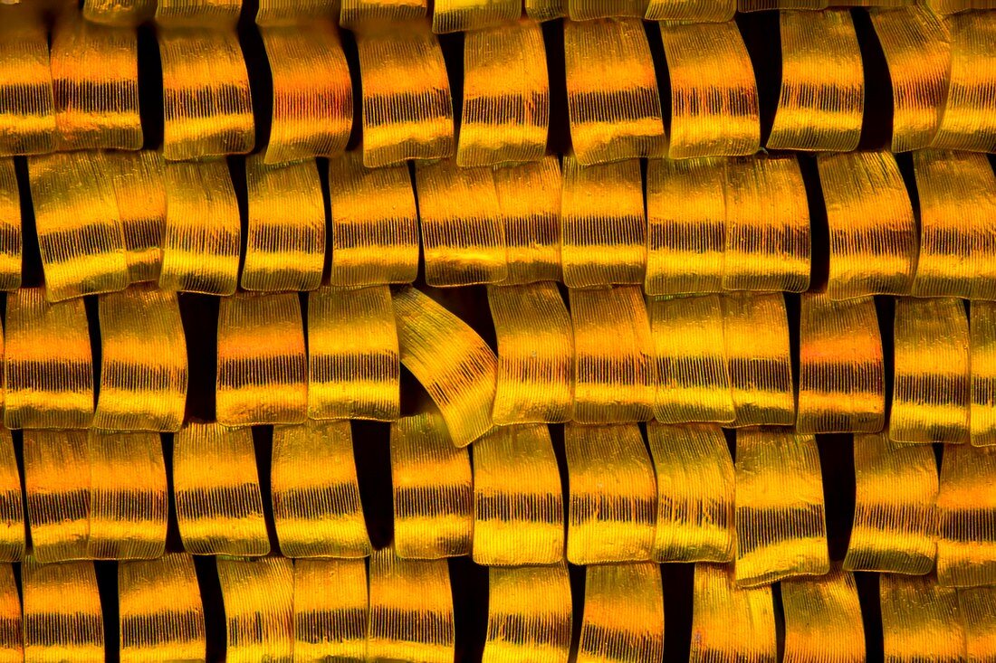 Butterfly wing scales, light micrograph