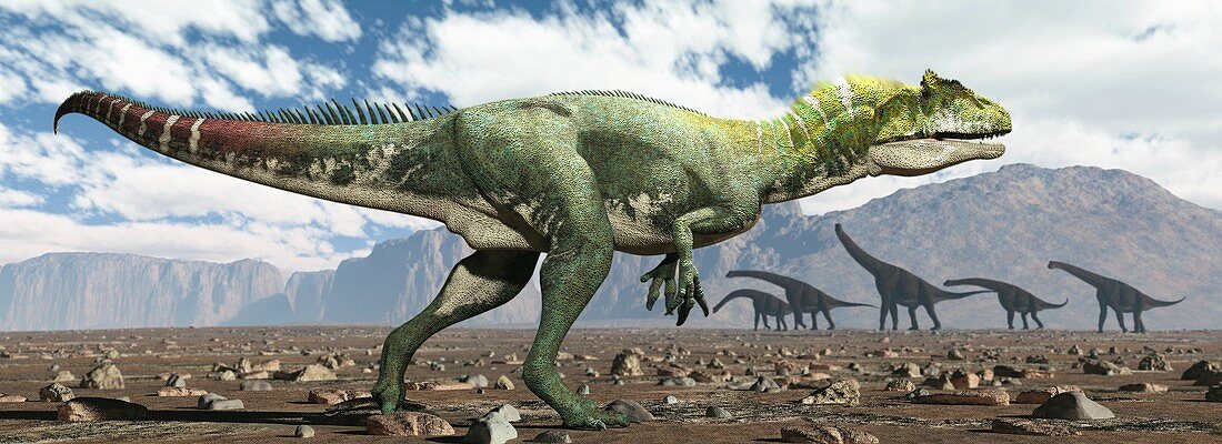 Allosaurus dinosaur hunting, illustration