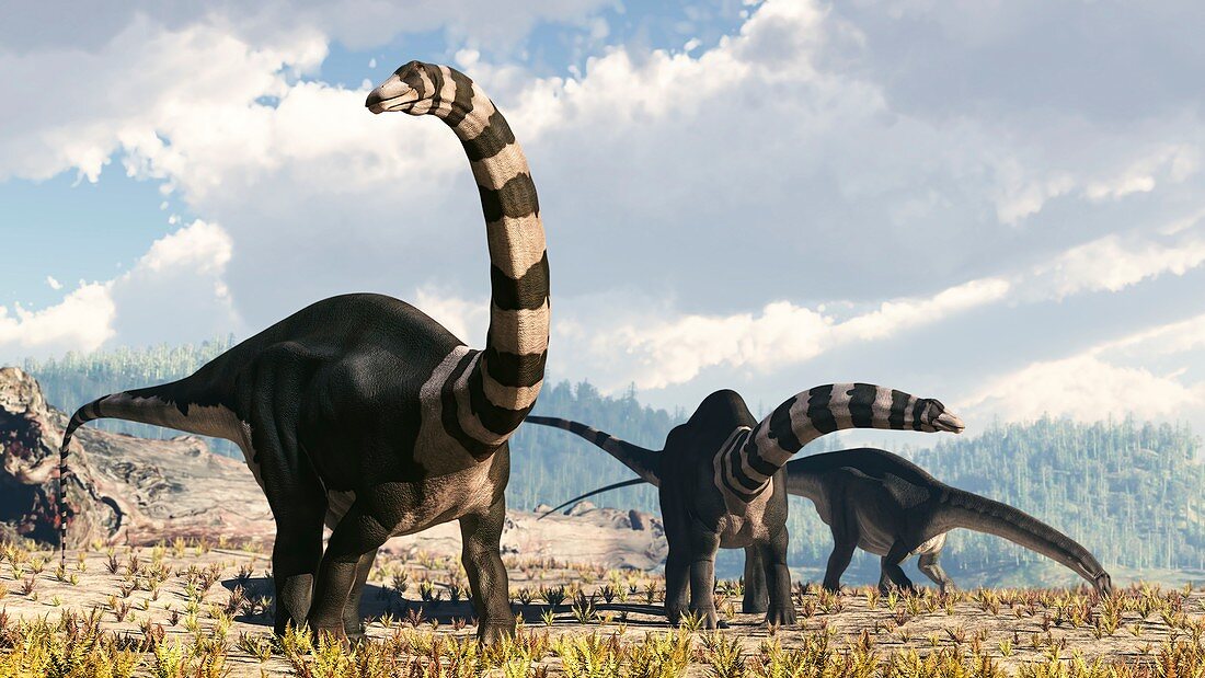 Group of Apatosaurus dinosaurs, illustration