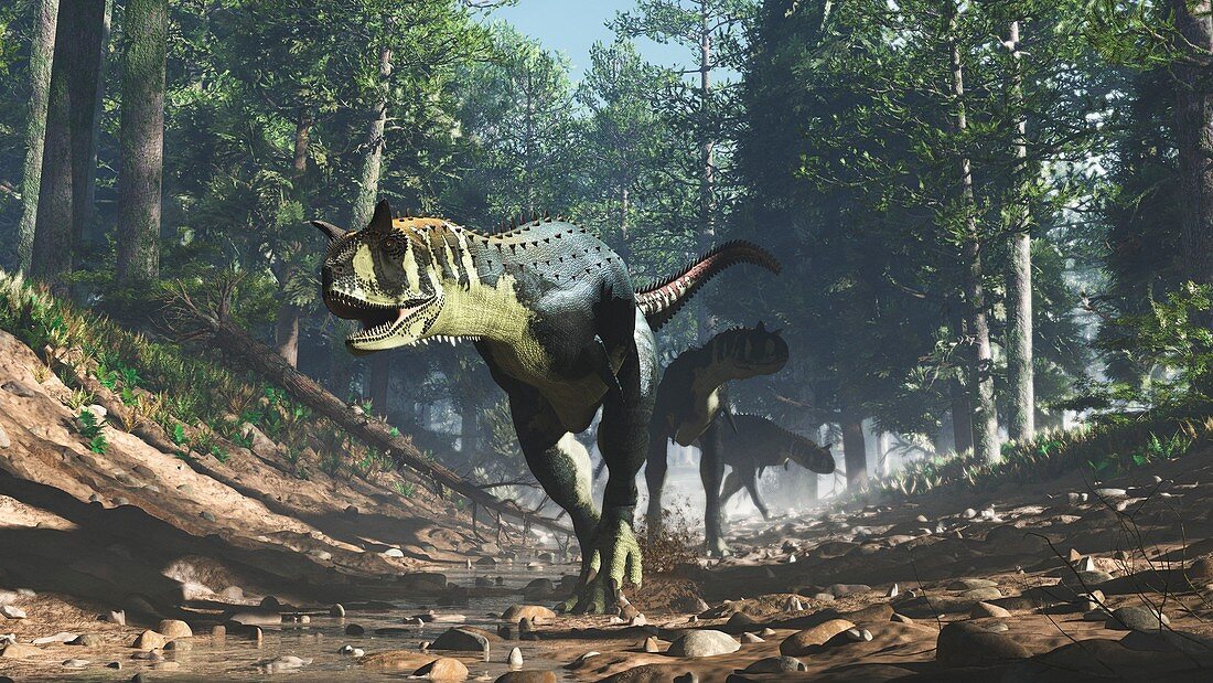 Carnotaurus dinosaurs, illustration