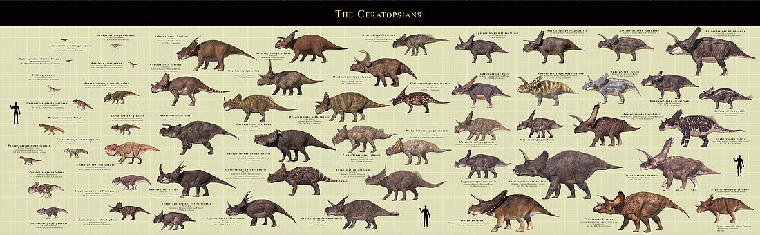 Ceratopsian dinosaur comparative chart