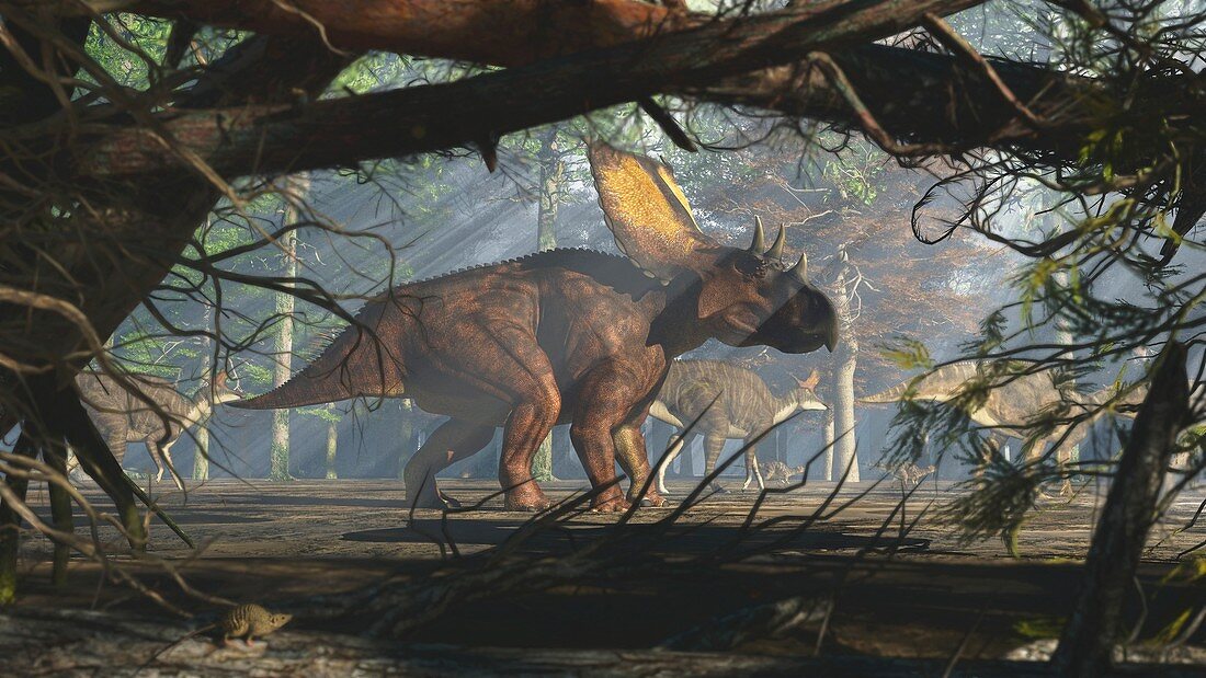 Chasmosaurus dinosaur, illustration