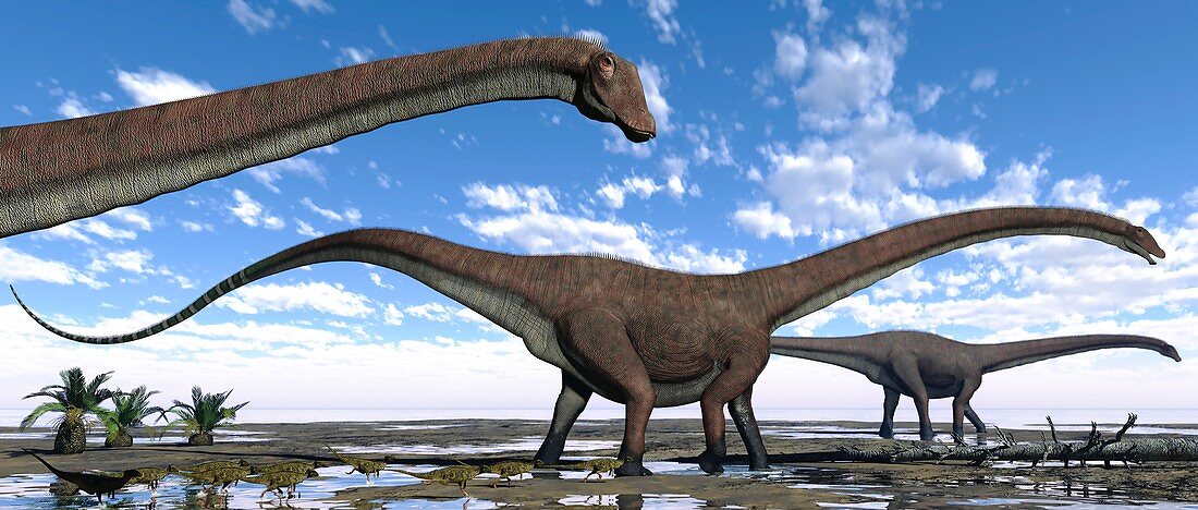 Diplodocus dinosaurs, illustration