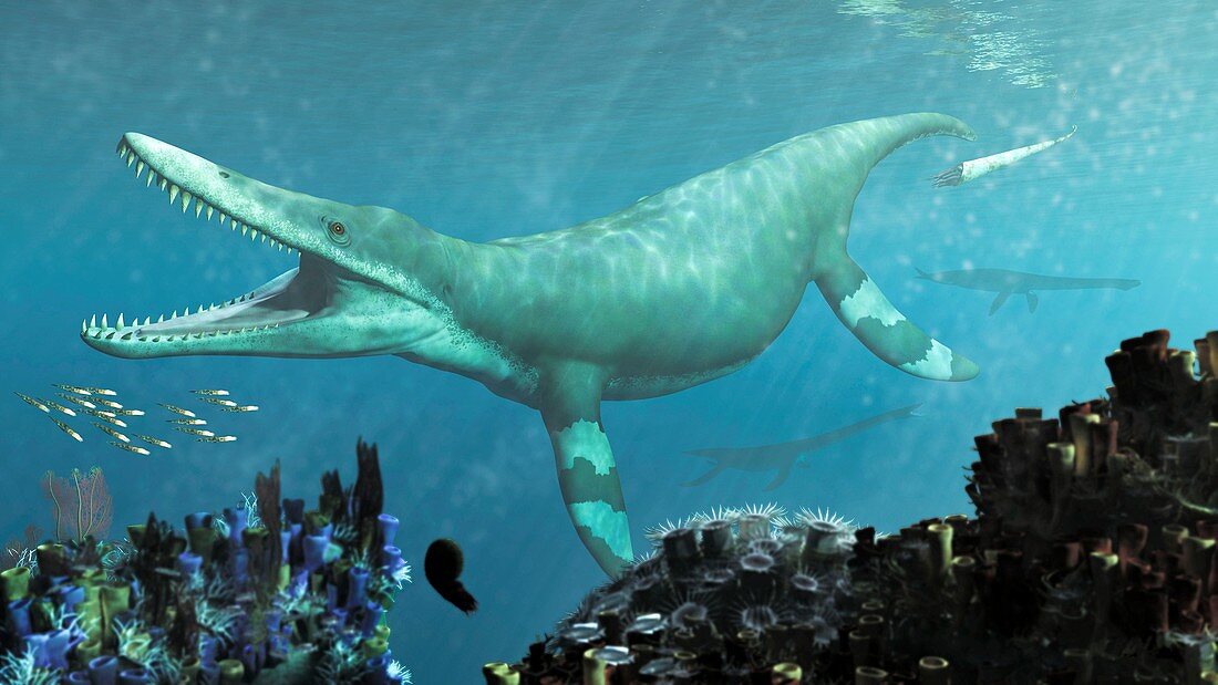 Kronosaurus prehistoric marine reptile, illustration