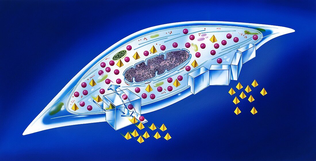 Cell biochemistry, illustration