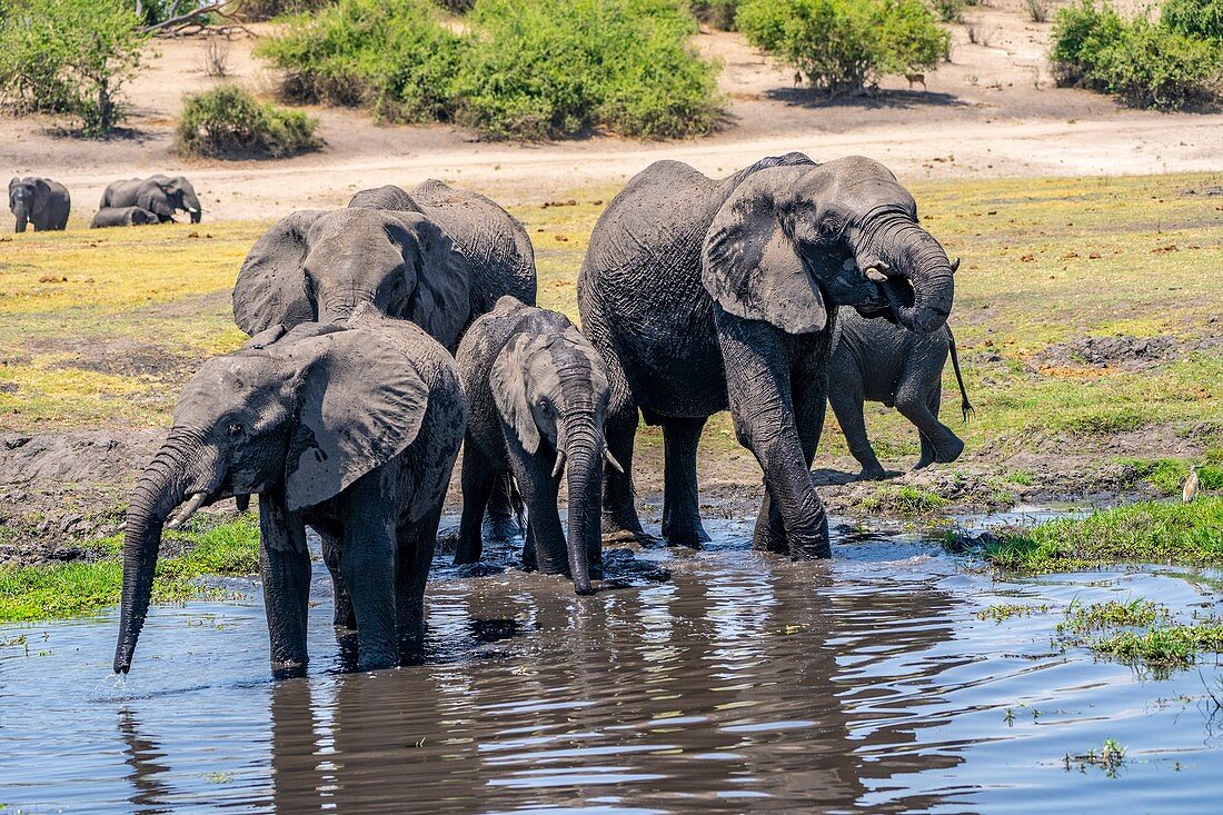 African elephants drinking water