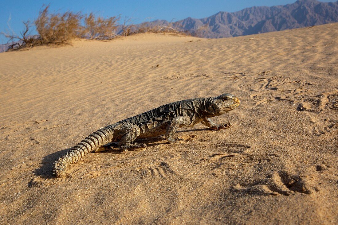 Egyptian dabb lizard