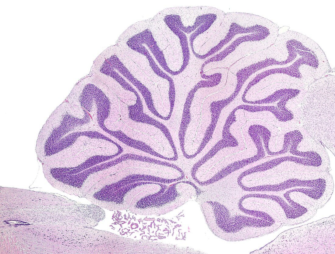 Cerebellum, light micrograph
