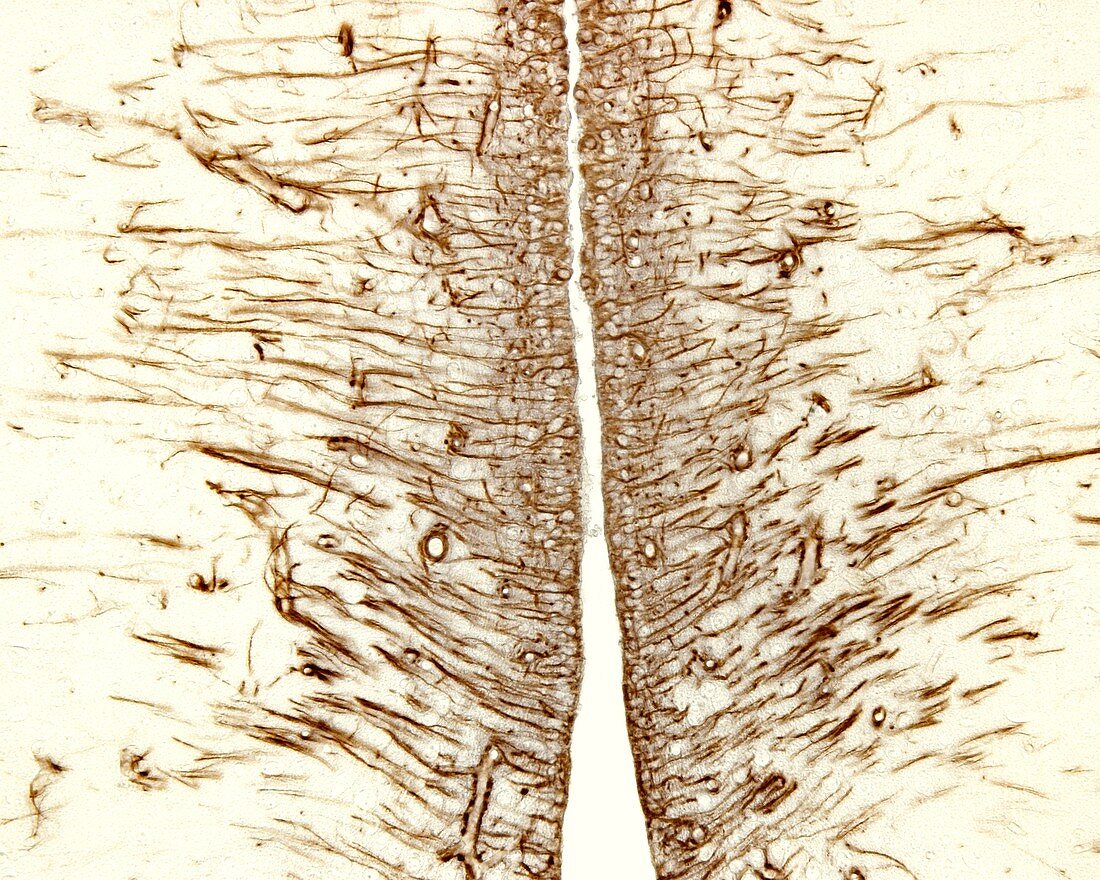 Tanycytes, light micrograph