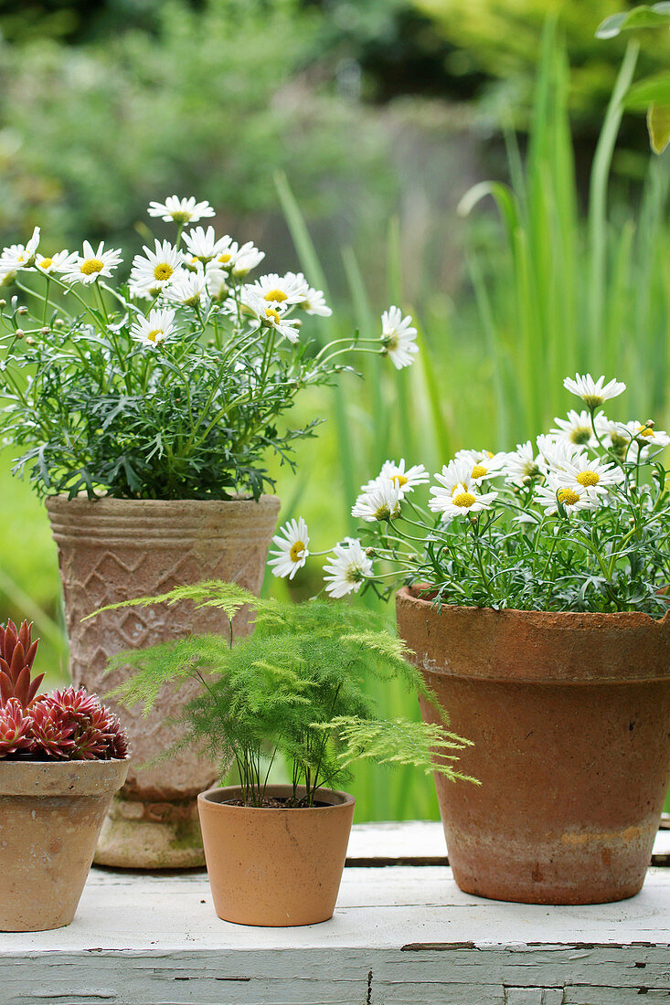 Margeriten und Zierspargel in Blumentöpfen