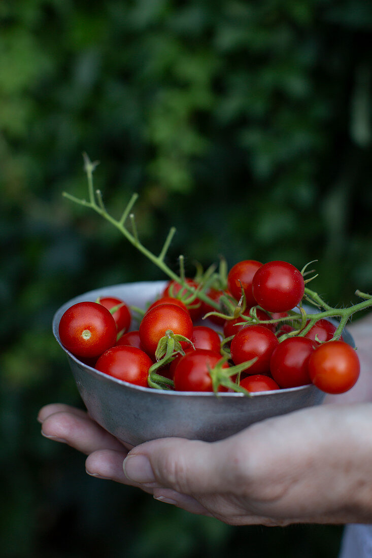 Hands holding a small bowl with fresh cherry tomatoes