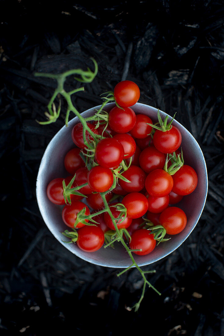 Fresh cherry tomatoes in a small bowl in front of a dark background